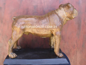 Champ gallery quality custom bronze statue of standing bulldog