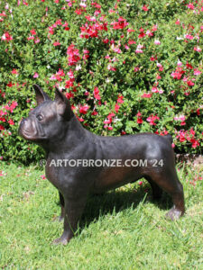 Frenchton gallery quality custom bronze statue of standing dog