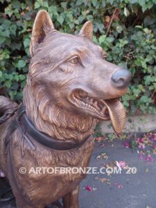 Ready and Waiting bronze statue of Alaskan Malamute waiting to go on walk