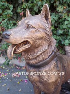 Ready and Waiting bronze statue of Alaskan Malamute waiting to go on walk