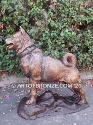 Ready and Waiting bronze statue of Alaskan Malamute waiting to go on walk