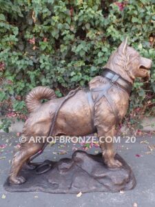 Ready and Waiting bronze statue of Alaskan Malamute waiting to go on walk